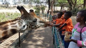 Matar giraff i Haller Park